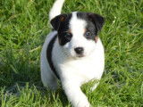4 chiots Jack Russell Terriers LOF à vendre