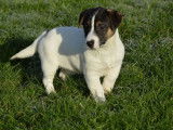 4 chiots Jack Russell Terriers LOF à vendre