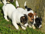 4 chiots Jack Russell Terriers LOF à vendre