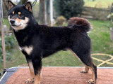 Chien Shiba Inu LOF disponible pour une saillie