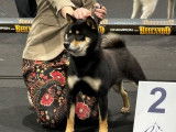 Chien Shiba Inu LOF disponible pour une saillie