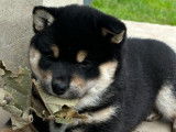 Chien Shiba Inu LOF disponible pour une saillie