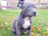 5 chiots American Bully bleus disponibles à la vente (LOF)