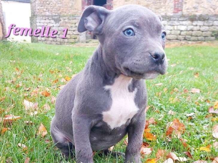 5 chiots American Bully bleus disponibles à la vente (LOF)