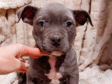 5 chiots American Bully bleus disponibles à la vente (LOF)