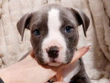 5 chiots American Bully bleus disponibles à la vente (LOF)