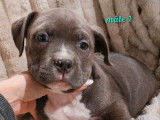 5 chiots American Bully bleus disponibles à la vente (LOF)
