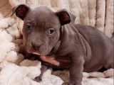 5 chiots American Bully bleus disponibles à la vente (LOF)