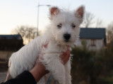 Un chiot mâle Westie LOF de couleur blanche disponible à l’achat