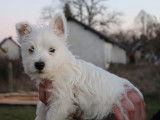 Un chiot mâle Westie LOF de couleur blanche disponible à l’achat