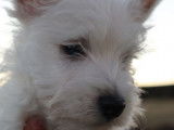 Un chiot mâle Westie LOF de couleur blanche disponible à l’achat