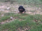 Des chiots mâles Teckels Standard à poil dur à vendre (LOF)