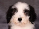 Des chiots Bearded Collies LOF disponibles à la vente