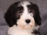 Des chiots Bearded Collies LOF disponibles à la vente