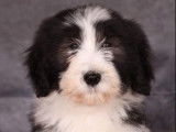Des chiots Bearded Collies LOF disponibles à la vente