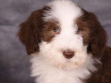 Des chiots Bearded Collies LOF disponibles à la vente