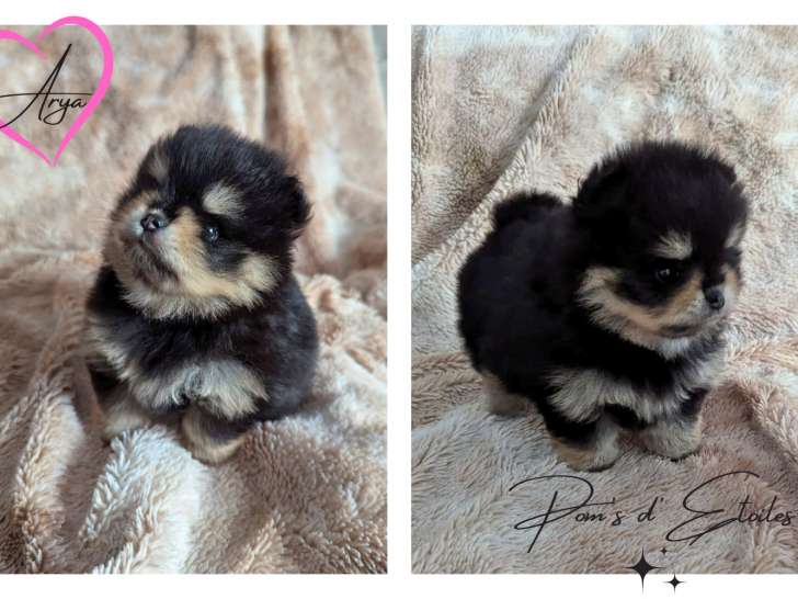 Chiots Spitz Allemand à vendre