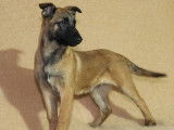 Des chiots Bergers Belges Malinois LOF à vendre