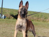 Chiot mâle Berger Belge Malinois LOF disponible à l’achat