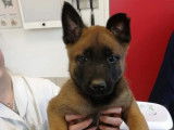 Des chiots Bergers Belges Malinois LOF disponibles à la vente