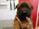 Des chiots Bergers Belges Malinois LOF disponibles à la vente