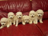 6 chiots Samoyèdes LOF disponibles à la vente
