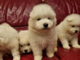 6 chiots Samoyèdes LOF disponibles à la vente