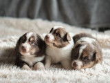 7 chiots Bergers Australiens à vendre (LOF)