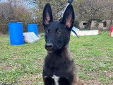 Des chiots Bergers Belges Malinois LOF à réserver