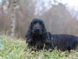 À acheter une chienne Cocker Anglais LOF de 2 ans noire