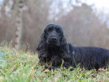 À acheter une chienne Cocker Anglais LOF de 2 ans noire
