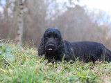 À acheter une chienne Cocker Anglais LOF de 2 ans noire