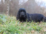 À acheter une chienne Cocker Anglais LOF de 2 ans noire
