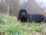 À acheter une chienne Cocker Anglais LOF de 2 ans noire
