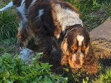 Chien Cocker Anglais LOF chocolat tricolore disponible pour saillie
