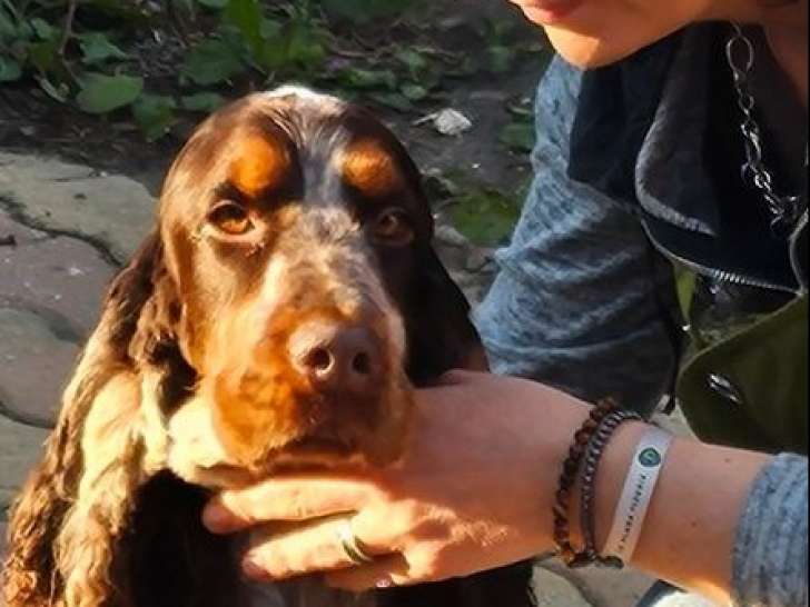 Chien Cocker Anglais LOF chocolat tricolore disponible pour saillie