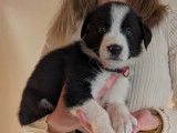 Chiots Border Collie à vendre