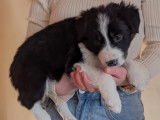 Chiots Border Collie à vendre