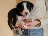 Chiots Border Collie à vendre