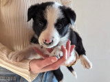 Chiots Border Collie à vendre