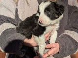 Chiots Border Collie à vendre