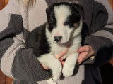 Chiots Border Collie à vendre