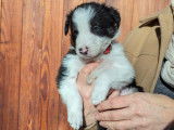 Chiots Border Collie à vendre