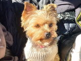 Femelle Yorkshire Terrier disponible pour saillie