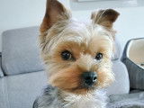 Femelle Yorkshire Terrier disponible pour saillie