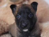 6 chiots Bergers Belges Malinois LOF, à réserver
