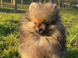 1 chiot mâle Spitz Nain LOF à vendre