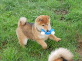À vendre, 2 chiots mâles Shiba Inu LOF