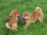 À vendre, 2 chiots mâles Shiba Inu LOF
