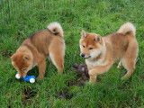 À vendre, 2 chiots mâles Shiba Inu LOF